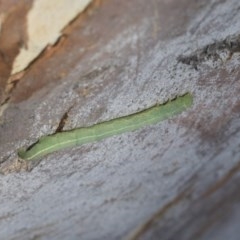 Geometridae (family) IMMATURE at Cook, ACT - 1 Dec 2020 by AlisonMilton