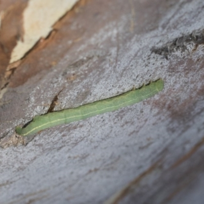 Geometridae (family) IMMATURE (Unidentified IMMATURE Geometer moths) at Cook, ACT - 1 Dec 2020 by AlisonMilton