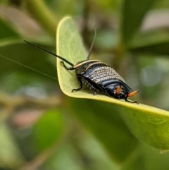 Ellipsidion australe (Austral Ellipsidion cockroach) at Hughes, ACT - 5 Dec 2020 by JackyF