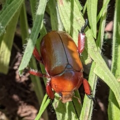 Anoplognathus montanus (Montane Christmas beetle) at Red Hill to Yarralumla Creek - 5 Dec 2020 by JackyF