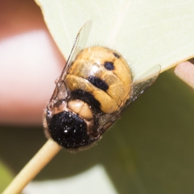 Pterodontia mellii (Hunchback Fly, Small-headed Fly) at Cook, ACT - 1 Dec 2020 by AlisonMilton