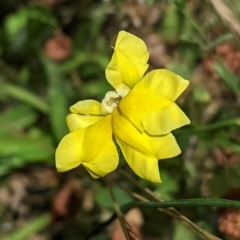 Goodenia pinnatifida (Scrambled Eggs) at Hughes, ACT - 5 Dec 2020 by JackyF