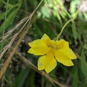 Goodenia pinnatifida at Hughes, ACT - 5 Dec 2020