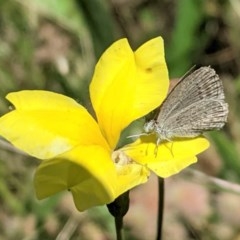 Zizina otis (Common Grass-Blue) at Red Hill to Yarralumla Creek - 5 Dec 2020 by JackyF