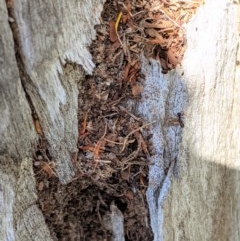 Papyrius nitidus (Shining Coconut Ant) at Federal Golf Course - 5 Dec 2020 by JackyF