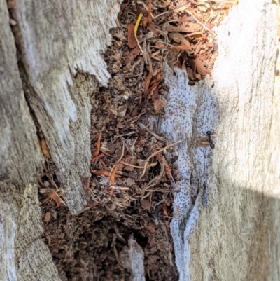 Papyrius nitidus (Shining Coconut Ant) at Hughes, ACT - 5 Dec 2020 by JackyF