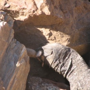 Varanus varius at Nangus, NSW - 23 Dec 2018