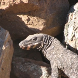 Varanus varius at Nangus, NSW - suppressed