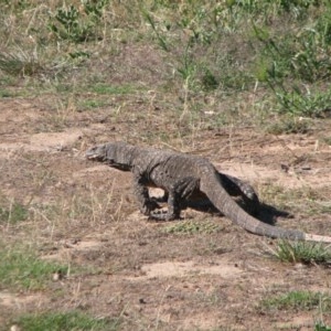 Varanus varius at Nangus, NSW - 23 Dec 2018