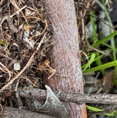 Papyrius nitidus (Shining Coconut Ant) at Hughes, ACT - 5 Dec 2020 by JackyF