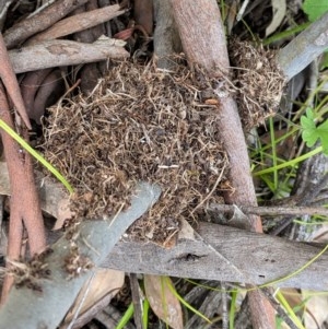 Papyrius nitidus at Hughes, ACT - suppressed