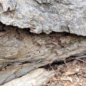 Papyrius nitidus at Hughes, ACT - suppressed