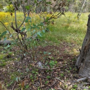 Papyrius nitidus at Hughes, ACT - suppressed