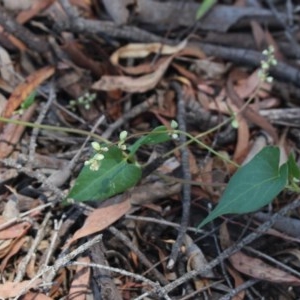 Fallopia convolvulus at Gundaroo, NSW - 4 Dec 2020 11:40 AM