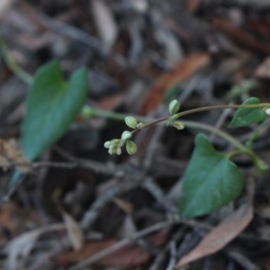 Fallopia convolvulus at Gundaroo, NSW - 4 Dec 2020 11:40 AM