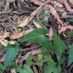 Fallopia convolvulus at Gundaroo, NSW - 4 Dec 2020 11:40 AM