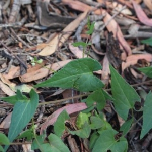 Fallopia convolvulus at Gundaroo, NSW - 4 Dec 2020