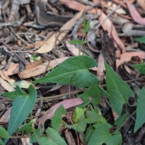 Fallopia convolvulus at Gundaroo, NSW - 4 Dec 2020 11:40 AM