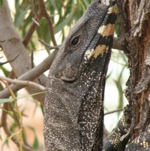 Varanus varius at Nangus, NSW - 22 Nov 2019