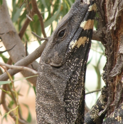 Varanus varius (Lace Monitor) at Nangus, NSW - 22 Nov 2019 by abread111