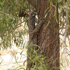 Varanus varius at Nangus, NSW - 22 Nov 2019