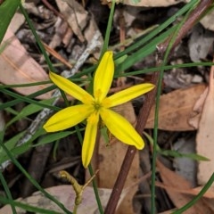 Tricoryne elatior (Yellow Rush Lily) at Hughes, ACT - 5 Dec 2020 by JackyF