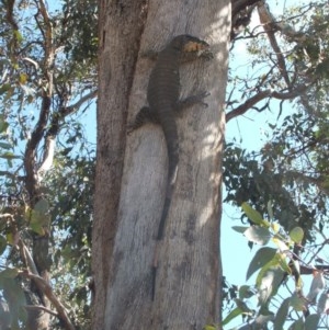 Varanus varius at Nangus, NSW - suppressed