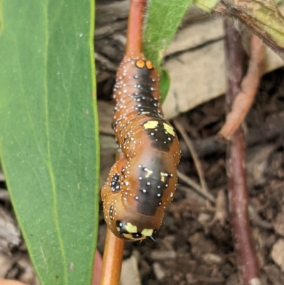 Oenochroma vinaria (Pink-bellied Moth, Hakea Wine Moth) at Hughes, ACT - 5 Dec 2020 by JackyF