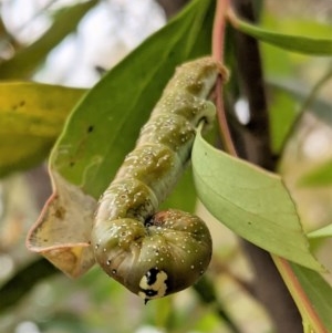 Oenochroma vinaria at Hughes, ACT - 5 Dec 2020