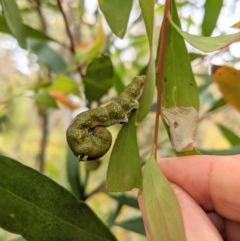 Oenochroma vinaria at Hughes, ACT - 5 Dec 2020