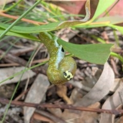 Oenochroma vinaria at Hughes, ACT - 5 Dec 2020