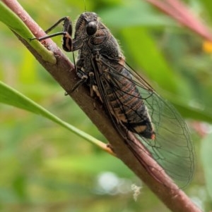 Yoyetta robertsonae at Red Hill, ACT - 5 Dec 2020