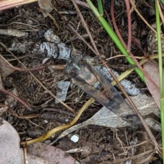 Yoyetta robertsonae at Red Hill, ACT - 5 Dec 2020