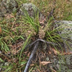 Lomandra multiflora (Many-flowered Matrush) at Red Hill, ACT - 5 Dec 2020 by JackyF