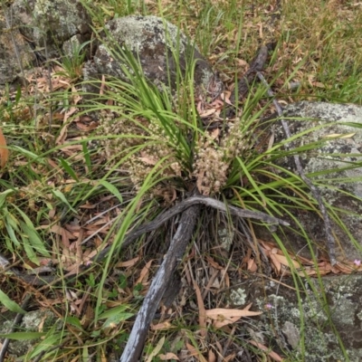 Lomandra multiflora (Many-flowered Matrush) at Red Hill, ACT - 5 Dec 2020 by JackyF