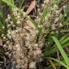 Lomandra multiflora at Red Hill, ACT - 5 Dec 2020 02:10 PM