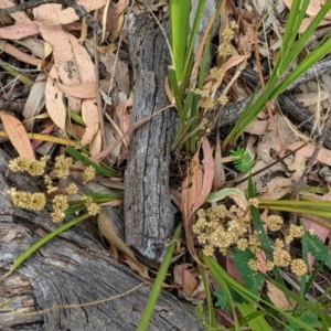 Lomandra multiflora at Red Hill, ACT - 5 Dec 2020 02:10 PM