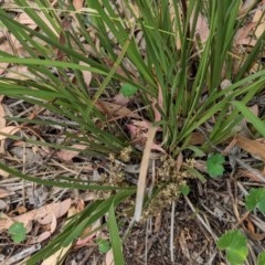 Lomandra multiflora at Red Hill, ACT - 5 Dec 2020