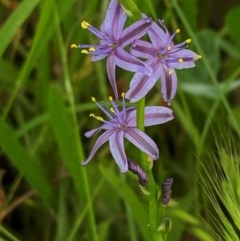 Caesia calliantha (Blue Grass-lily) at Red Hill, ACT - 5 Dec 2020 by JackyF