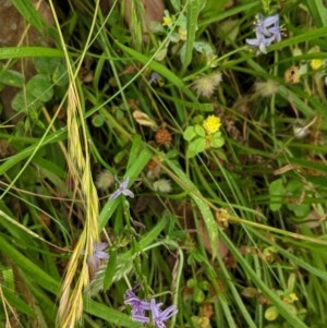 Caesia calliantha at Red Hill, ACT - 5 Dec 2020