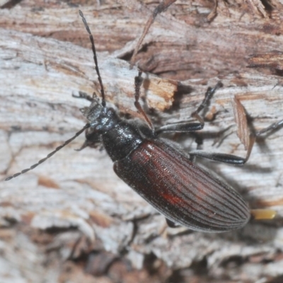 Homotrysis cisteloides (Darkling beetle) at Acton, ACT - 2 Dec 2020 by Harrisi