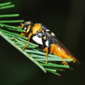 Pergagrapta sp. (genus) at Hawker, ACT - 2 Dec 2020