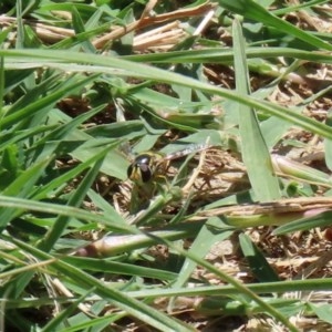 Simosyrphus grandicornis at Fyshwick, ACT - 4 Dec 2020