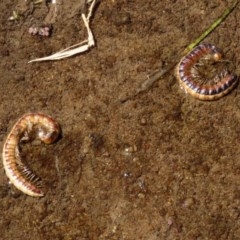 Diplopoda (class) (Unidentified millipede) at Fyshwick, ACT - 3 Dec 2020 by RodDeb