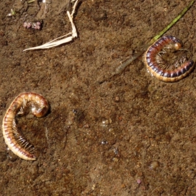 Diplopoda (class) (Unidentified millipede) at Jerrabomberra Wetlands - 3 Dec 2020 by RodDeb