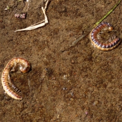 Diplopoda sp. (class) (Unidentified millipede) at Fyshwick, ACT - 3 Dec 2020 by RodDeb