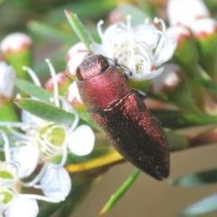 Melobasis propinqua (Propinqua jewel beetle) at Black Mountain - 4 Dec 2020 by Harrisi