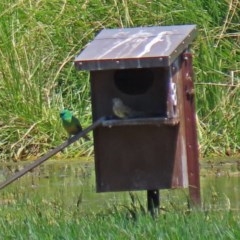 Psephotus haematonotus (Red-rumped Parrot) at Jerrabomberra Wetlands - 3 Dec 2020 by RodDeb