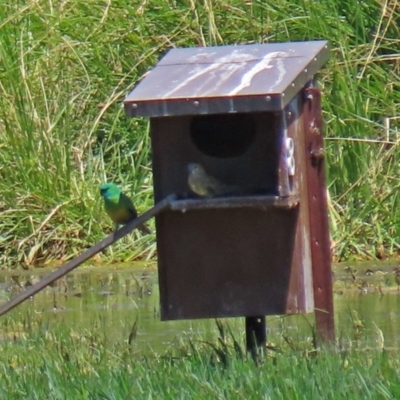 Psephotus haematonotus (Red-rumped Parrot) at Fyshwick, ACT - 4 Dec 2020 by RodDeb