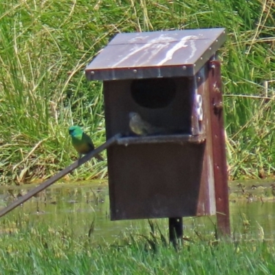 Psephotus haematonotus (Red-rumped Parrot) at Fyshwick, ACT - 3 Dec 2020 by RodDeb